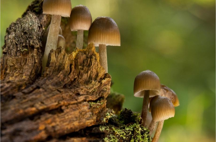  toadstools_Nigel Shaw